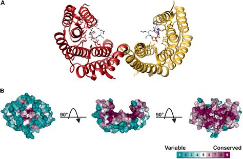 Frontiers | 14-3-3 Proteins in Plant Hormone Signaling: Doing Several Things at Once