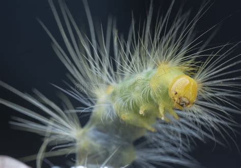 Closeup with Tussock Moth Larvae Caterpillar Stock Image - Image of ...