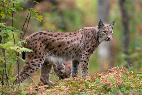 Wild Cats: The Eurasian Lynx – kimcampion.com