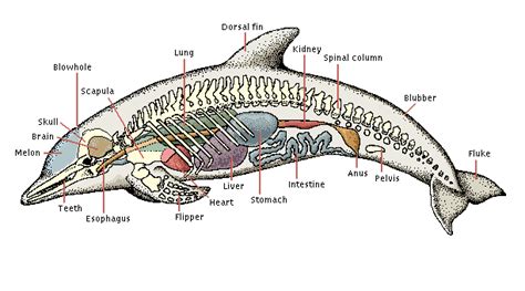 Anatomy of a spinner dolphin