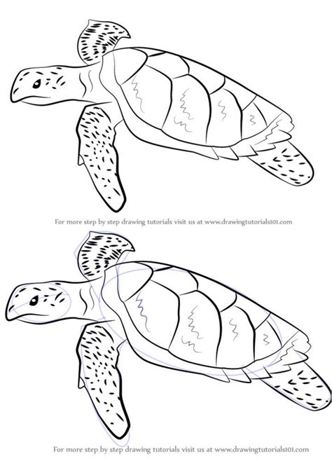 7+ Turtle Simple Drawing - FingalNandi