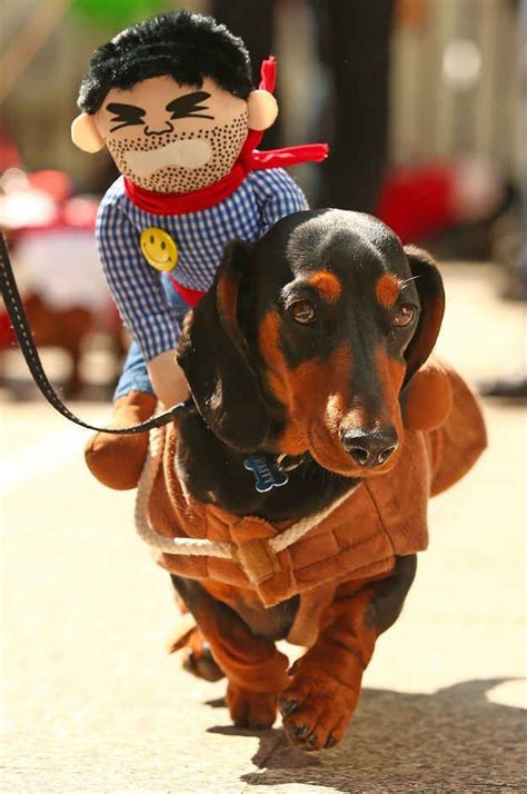 17 Pictures Of Sausage Dogs In Costumes That Will Make You Smile | Dog costumes, Cowboy dog ...