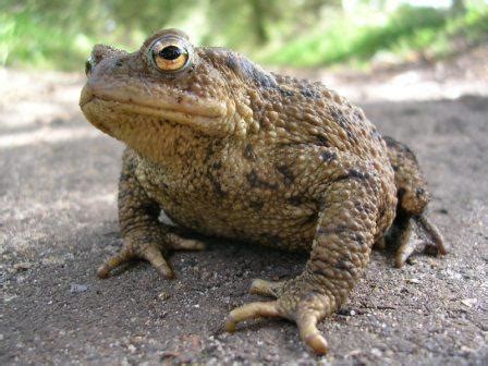 Common Toad (Bufo bufo) - Freshwater Habitats TrustFreshwater Habitats ...