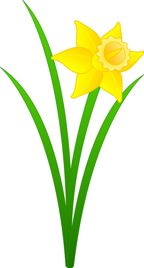 Free Daffodil, Download Free Daffodil png images, Free ClipArts on ...