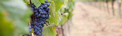 What is terroir and how does it affect wine? | Cult Wines United States