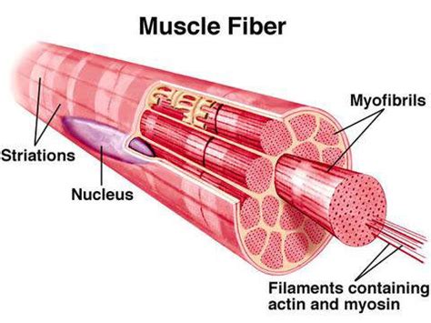 Muscle-Skeletal Muscle-Gross and Ultra Structure - Online Biology Notes