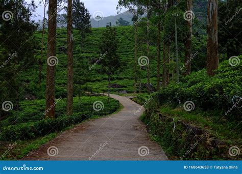 Nuwara Eliya Tea Plantations. Sri Lanka Stock Photo - Image of ...