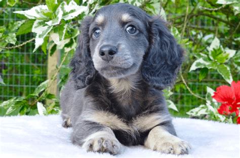 Blue Dachshund: Breed Info, Temperament, Health, and Costs