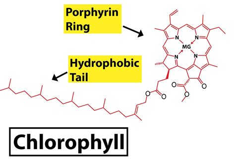 Name the central element present in chlorophyll.