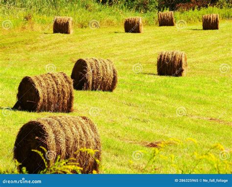 Bales Hay Harvest Farm Farming Agriculture Growing Field Grass Rustic ...