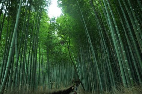 【携程攻略】嵯峨野竹林门票,京都嵯峨野竹林攻略/地址/图片/门票价格