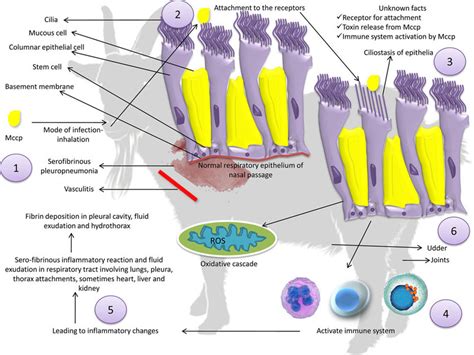 Pathogenesis of Mycoplasma capricolum subsp. capripneumoniae. (1)... | Download Scientific Diagram