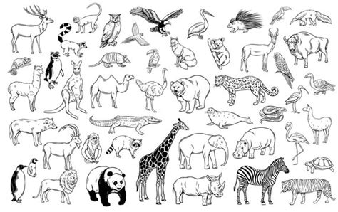 Wild Animals Drawings For Kids