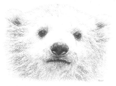 Polar Bear Cub Drawing by Casey 'Remrov' Vormer | Fine Art America