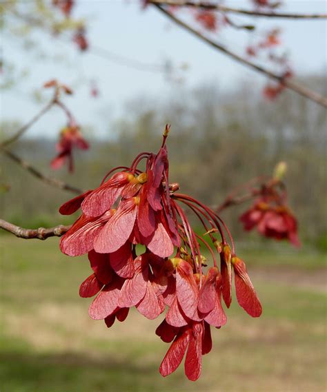 Red Maple | State Symbols USA