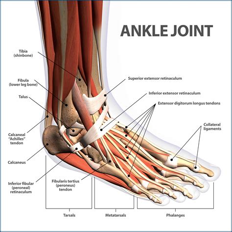 Ankle Fractures Broken Ankle | Florida Orthopaedic Institute