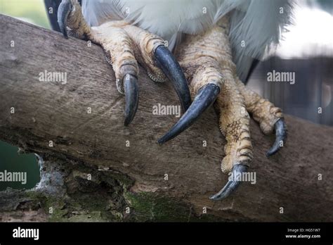 Harpy Eagle Talons