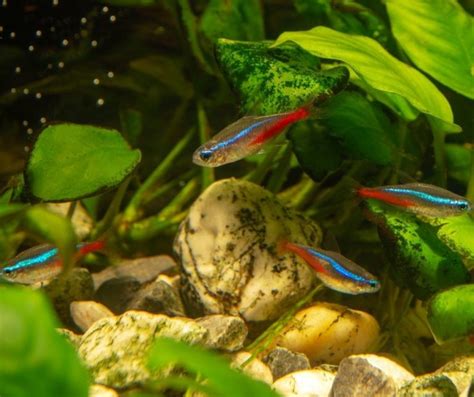 How to Breed Cardinal Tetra? - Our Aquariums