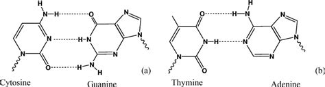 SOLVED: Given The Lewis Structures Of Guanine, Cytosine,, 43% OFF