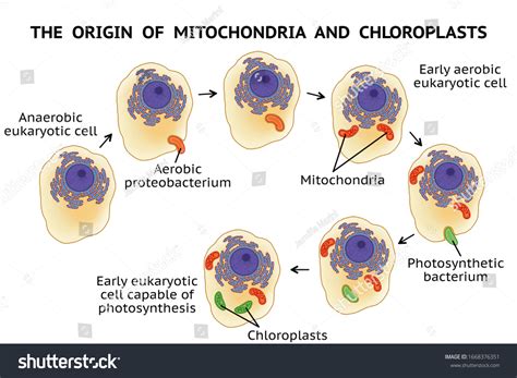 Origin Mitochondria Chloroplasts Endosymbiotic Theory Symbiogenesis Stock Illustration ...