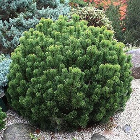 5 Pinus Mugo Pumilio Dwarf Mugo Pine Seeds - Etsy Canada