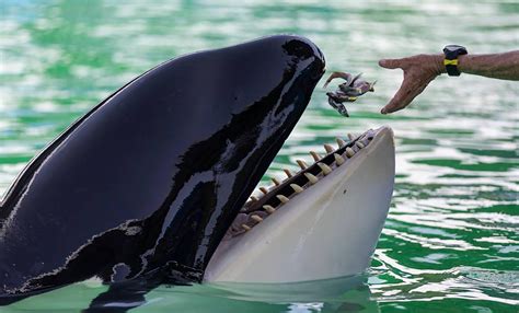 Lummi Nation will honor orca Tokitae with private traditional ceremony ...