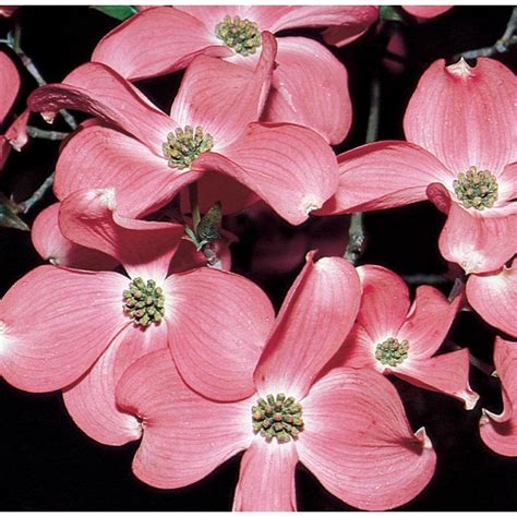 13.66-Gallon Pink Stellar Pink Dogwood Flowering Tree in Pot (With Soil ...