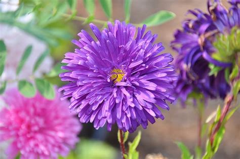 Callistephus chinensis (Annual Aster, Aster Sinensis, China Aster ...