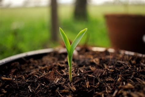 Growing Corn in Containers is Easy Peasy!