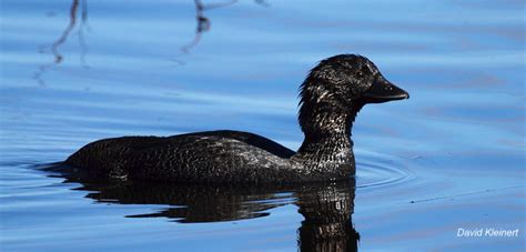 Musk duck Biziura lobata | Mulder Lab | Raoul Mulder