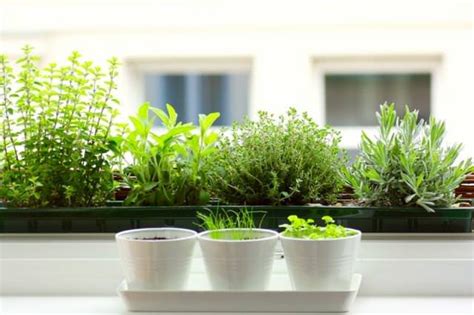 12 Best Herbs to Grow Indoors – Dan330