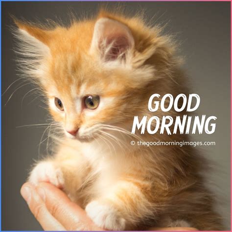 Cute Good Morning Kitten Images, Wallpaper & Pictures