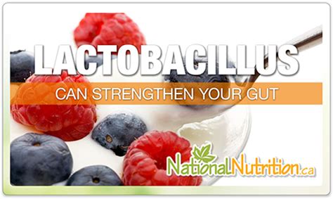 Probiotic Lactobacillus - National Nutrition Articles