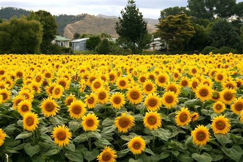 Sunflower field | Felipe Skroski | Flickr