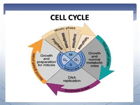 Cell cycle and its checkpoints