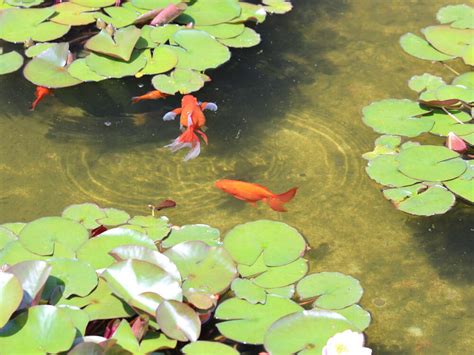 Setting up a Goldfish Pond | UK Pets