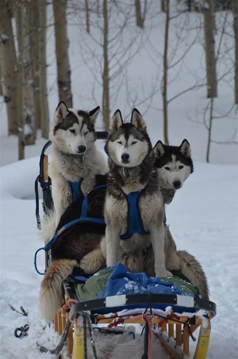 Interview With Sarah & Dan From Snow Buddy Dog Sled Tours - COSMODOGGYLAND