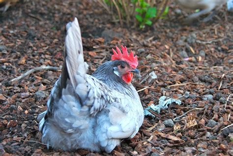 Chicken Breed Focus - Blue Andalusian