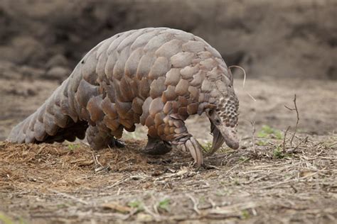 Giant Pangolin Facts, Size, Habitat, Lifespan, Diet, Pictures