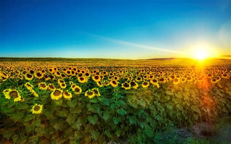 Sunflower field during sunrise HD wallpaper | Wallpaper Flare