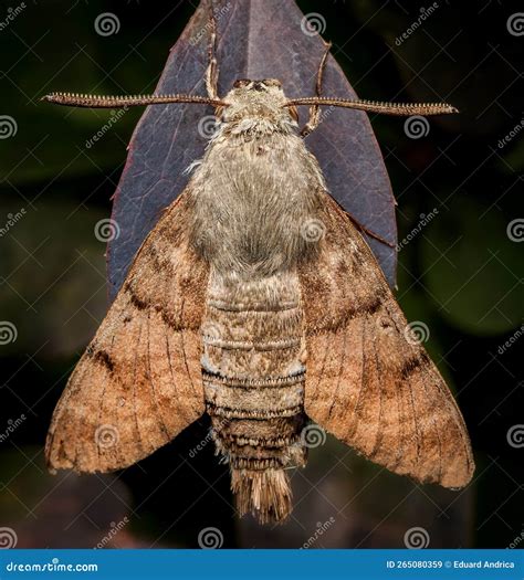 Big brown moth stock image. Image of biology, pest, details - 265080359