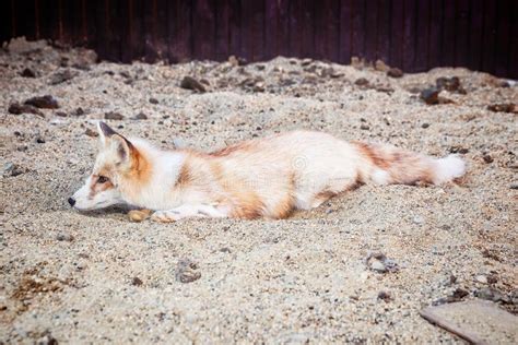 Portrait of golden fox stock image. Image of funny, gardens - 125808151