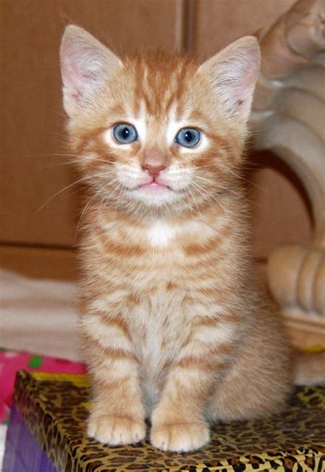 55 best It's an orange tabby cat world! images on Pinterest | Kitty cats, Adorable animals and ...