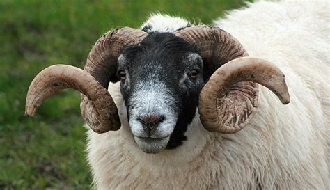 Oh Boy! 7 FAQs About Rams - Hobby Farms