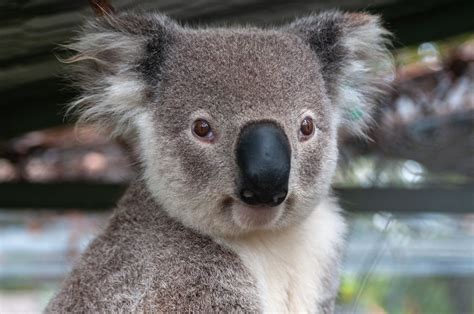 Koala and rat teeth reveal Adelaide settlement history