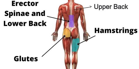 What Muscles Does Kettlebell Swing Work?: Diagram, Guide and Variations