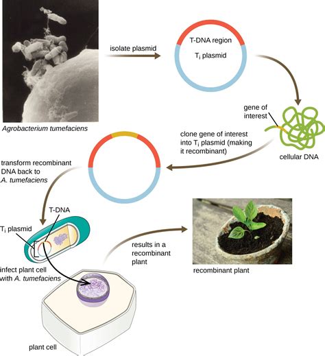 Microbes and the Tools of Genetic Engineering | Microbiology | | Course Hero