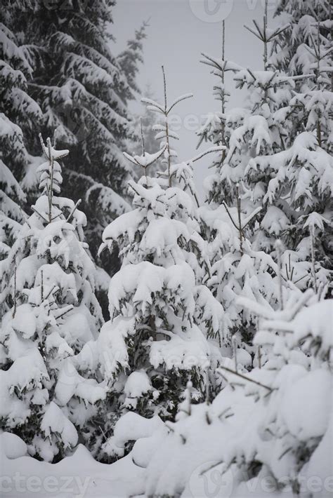 christmas evergreen pine tree covered with fresh snow 10702428 Stock Photo at Vecteezy