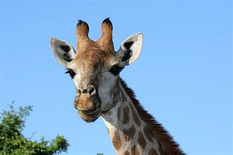 Giraffe Teeth Stock Photos, Pictures & Royalty-Free Images - iStock