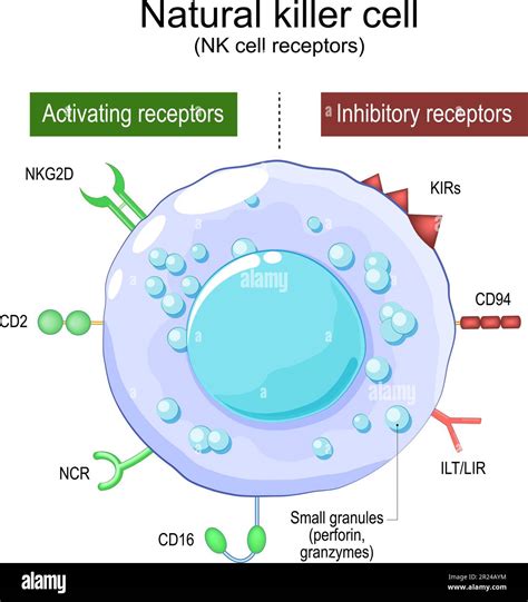 Natural Killer cell. NK cell receptors. Structure and anatomy of large granular lymphocytes (LGL ...